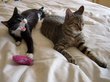 rocky-boris-returnhome