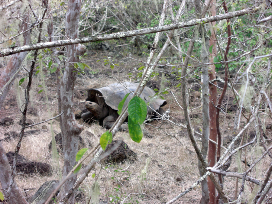 Galapagos-chpt-10-01