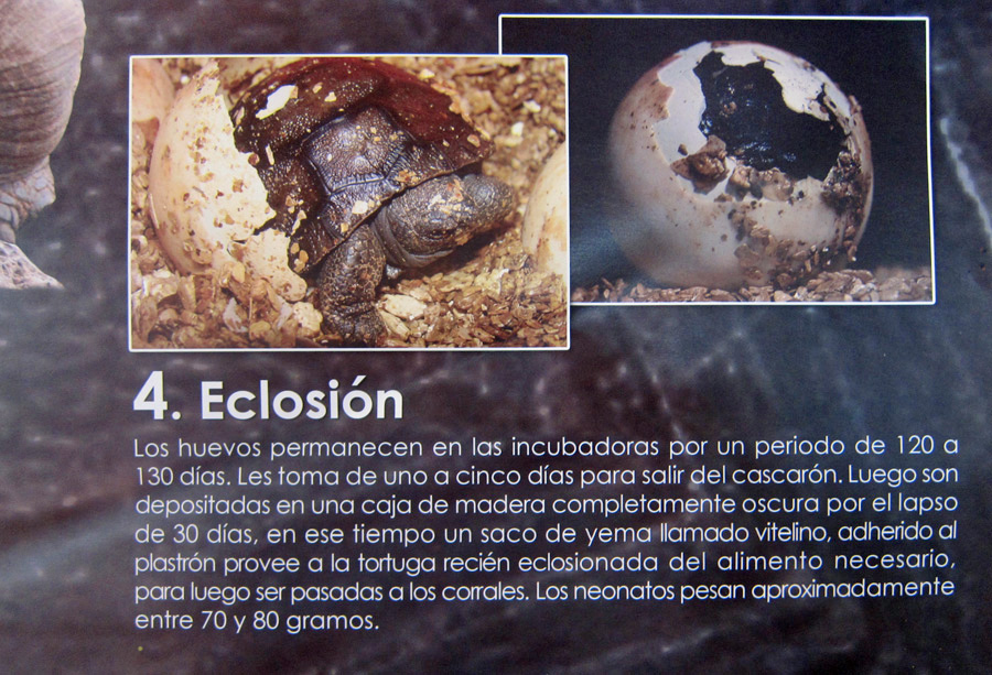 Galapagos-chpt-10-04