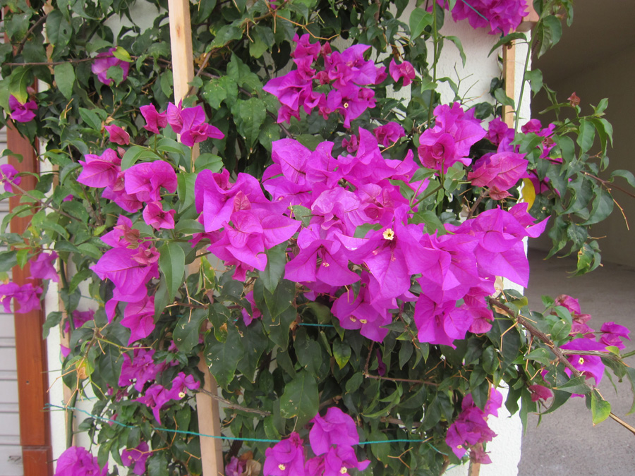 Galapagos-chpt-10-09