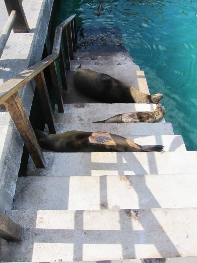 Galapagos-chpt-10-11