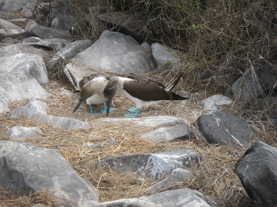 Galapagos-chpt-11-08
