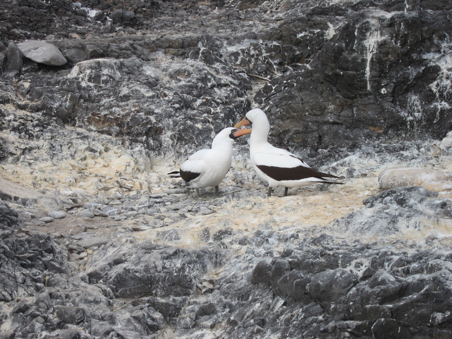 Galapagos-chpt-11-13