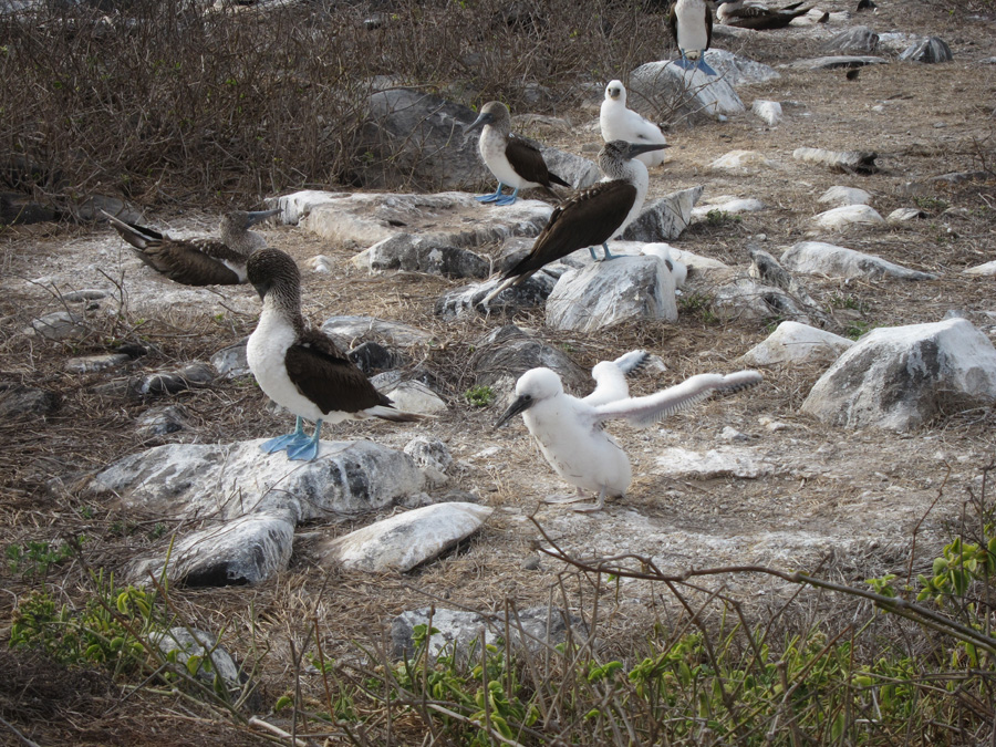 Galapagos-chpt-12-04