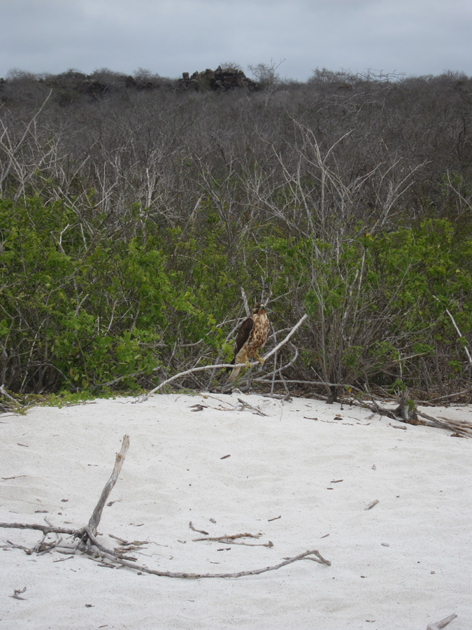 Galapagos-chpt-12-13