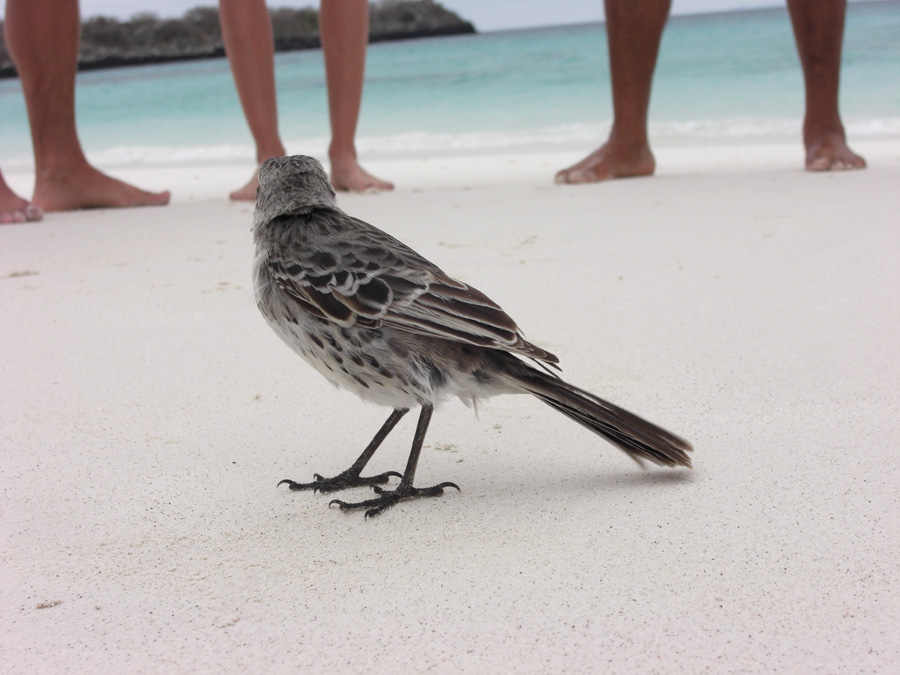 Galapagos-chpt-12-16