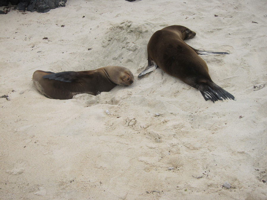 Galapagos-chpt-14-06