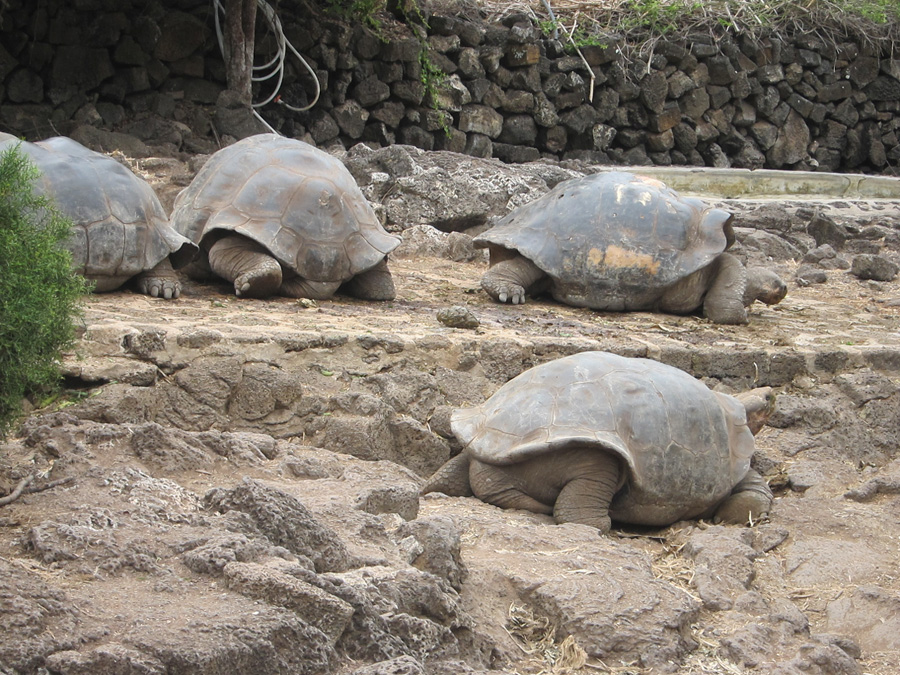 Galapagos-chpt-15-09