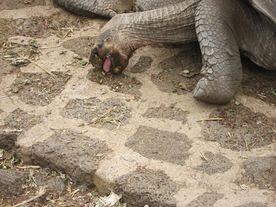 Galapagos-chpt-15-11