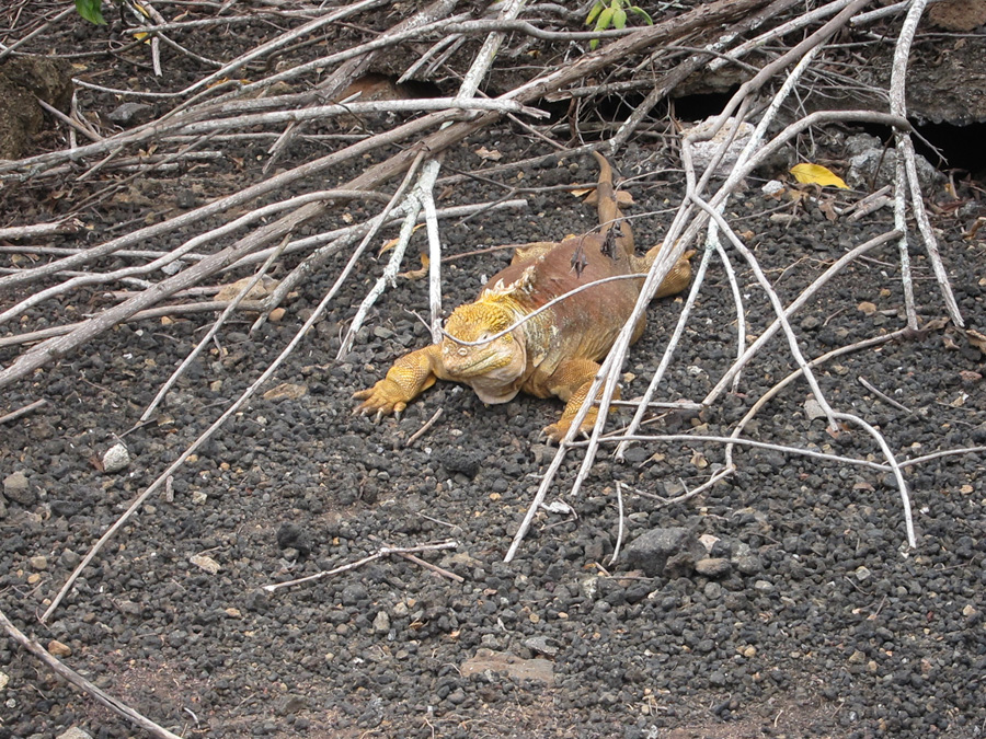Galapagos-chpt-16-08