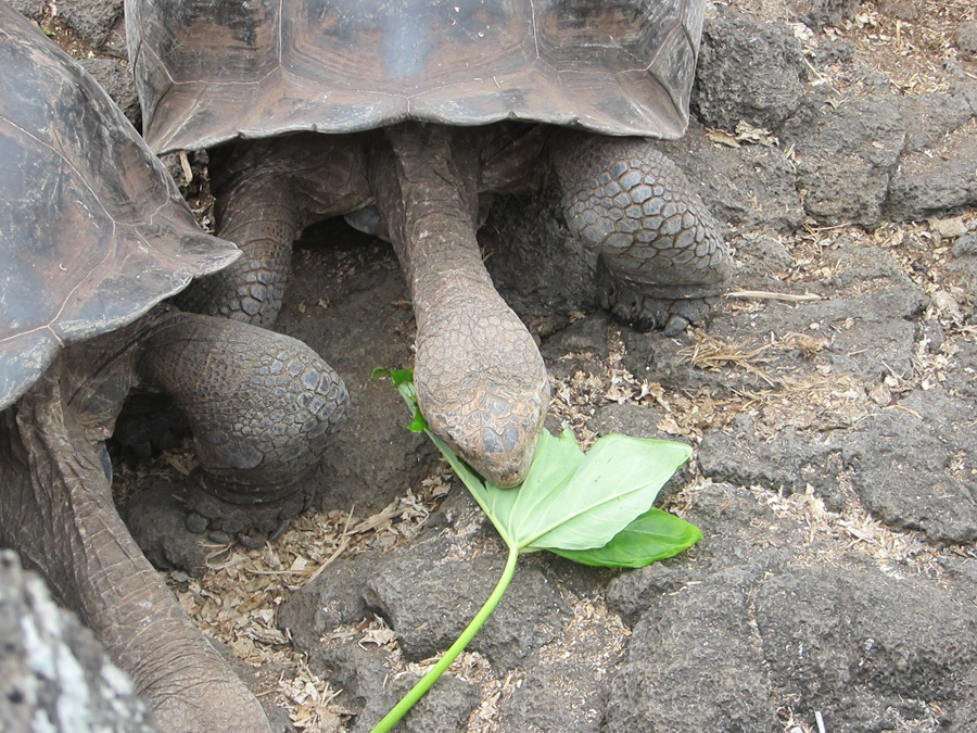 Galapagos-chpt-17-03