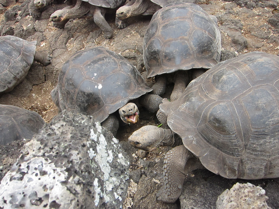 Galapagos-chpt-17-06