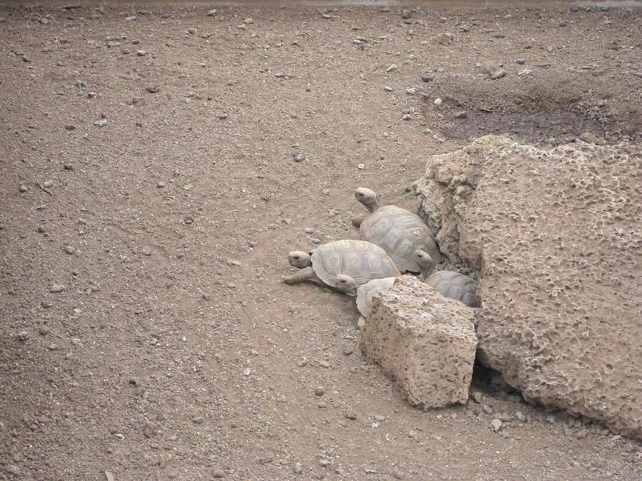 Galapagos-chpt-17-08