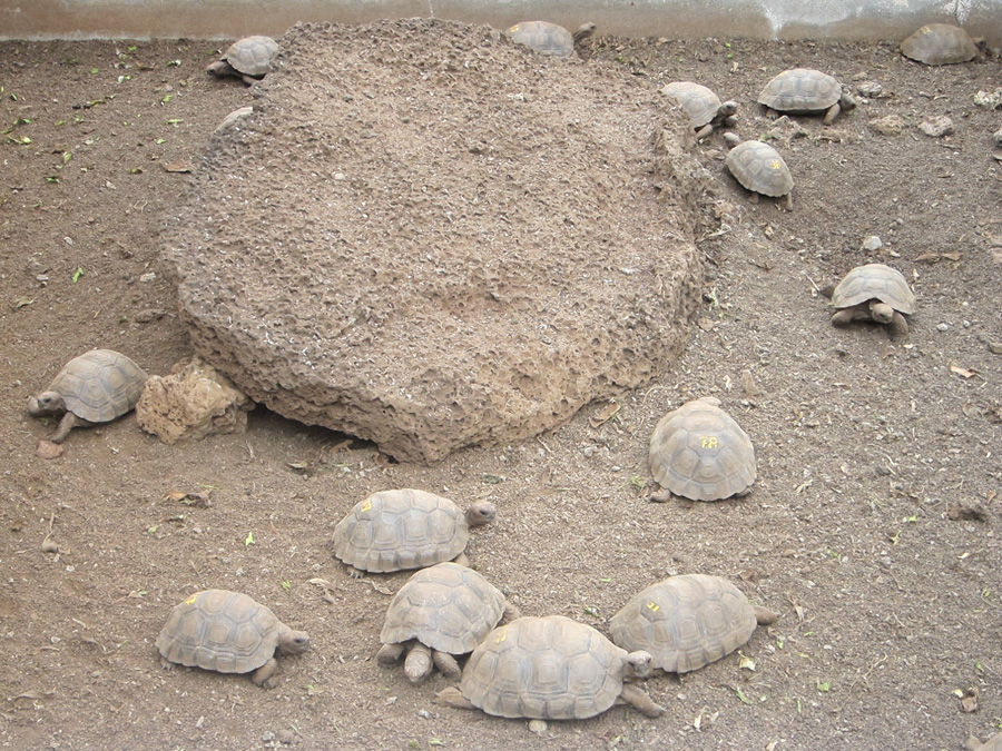 Galapagos-chpt-17-09