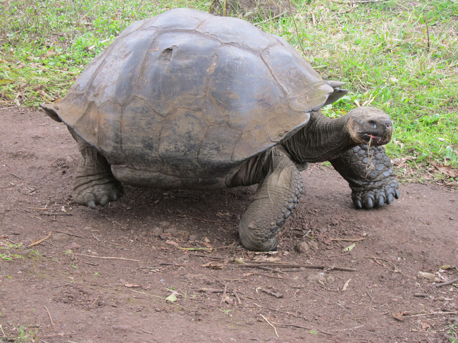 Galapagos-chpt-20-02