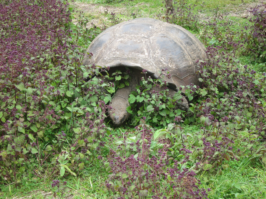 Galapagos-chpt-20-05