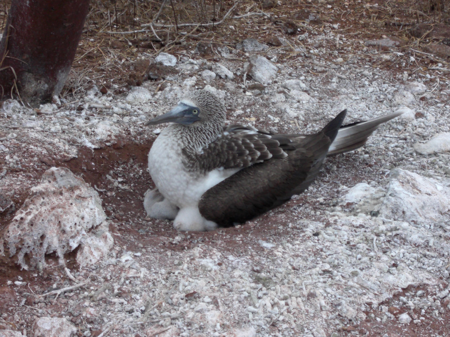 Galapagos-chpt-21-09