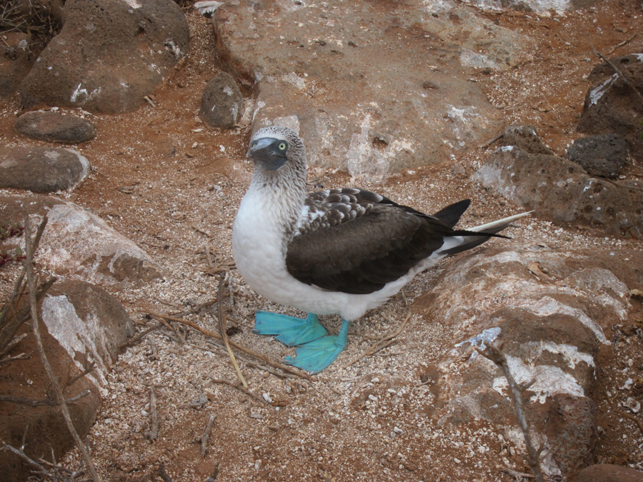 Galapagos-chpt-21-14