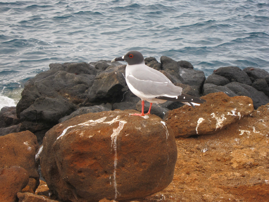 Galapagos-chpt-22-02