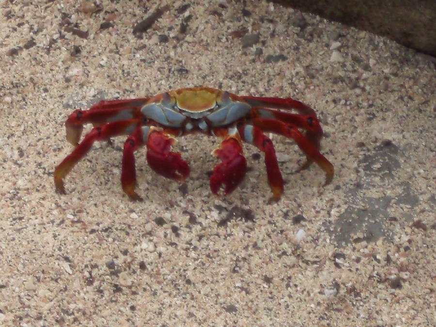 Galapagos-chpt-22-03