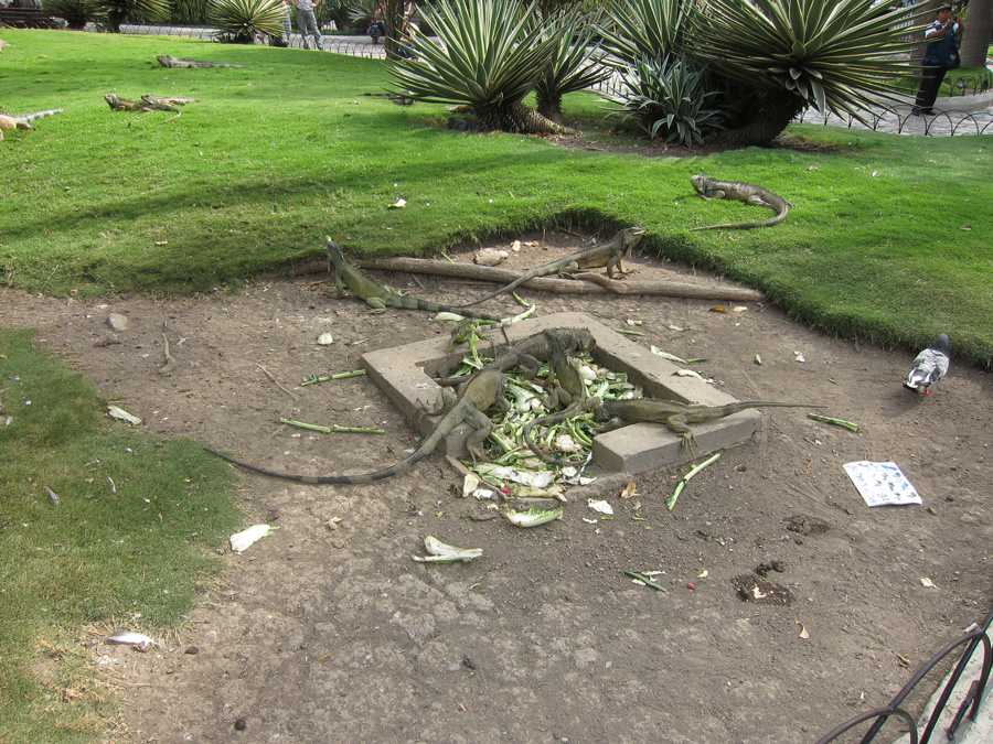 Galapagos-chpt-23-06