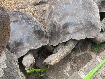 Galapagos-chpt-17-04-title