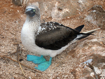 Galapagos-chpt-21-14-title