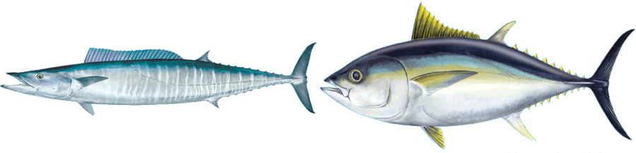 Kauai-Jun-2016-chptr01-16