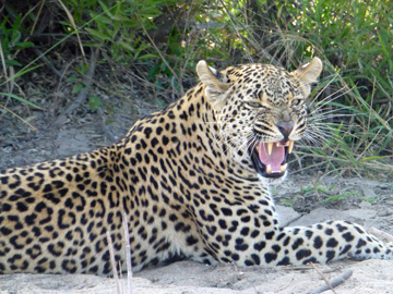 Pete-South-Africa-June-17-2017-031-Marker