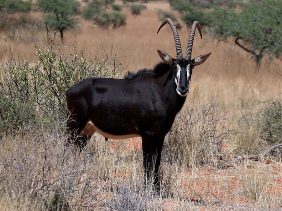 SouthAfrica-Jun-2017-chptr02-11