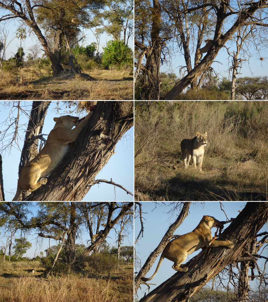 SouthAfrica-Jun-2017-chptr08-15