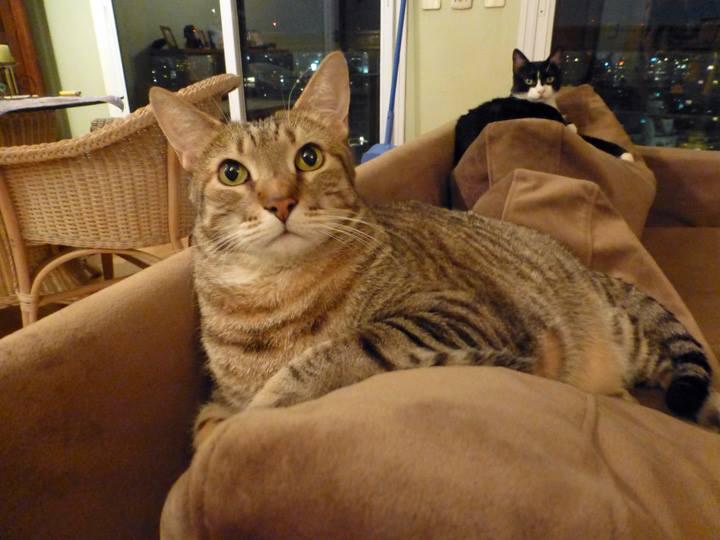 CindysMartiniGlasses-Oct-2017-5