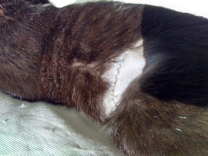 Lola June 3 2018 (12)