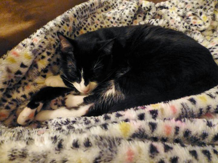 Ron81stBday-July-2018-3