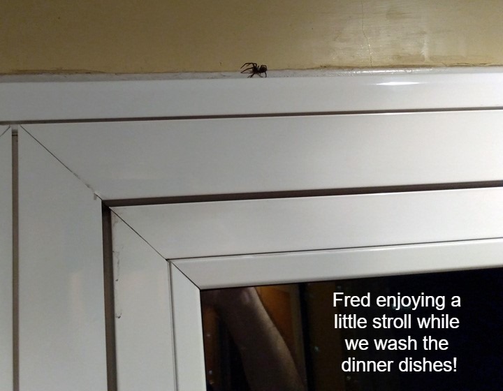 Fred - 2019-05-26 - 1