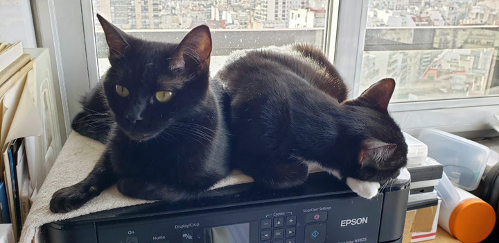 Cats in Sun Jul 2020 (3)