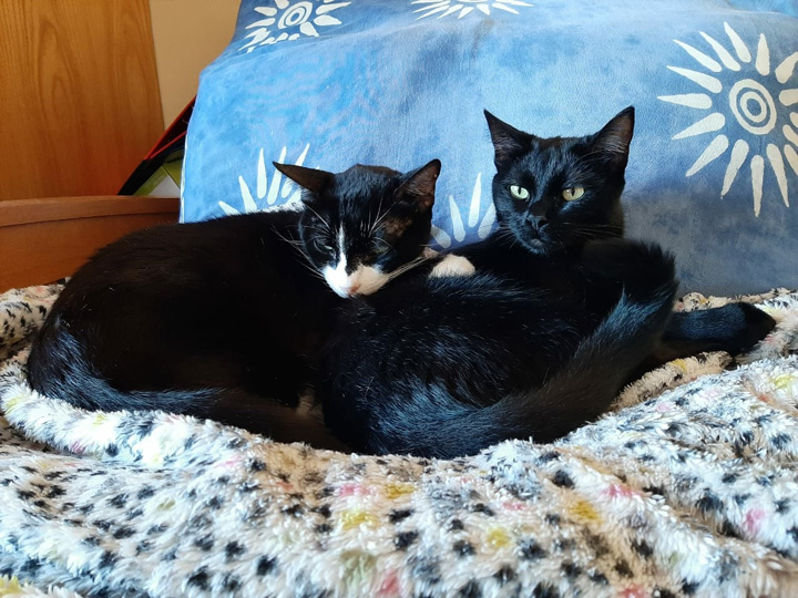 Lola - Rocky - Apr - 2020