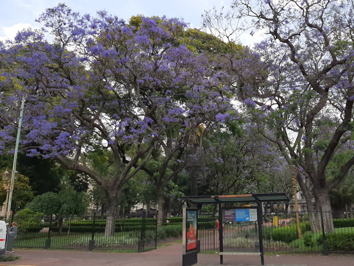 SpringTimeInBsAs-12-2020-06