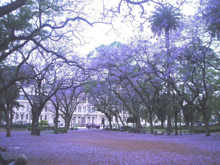 SpringTimeInBsAs-12-2020-07