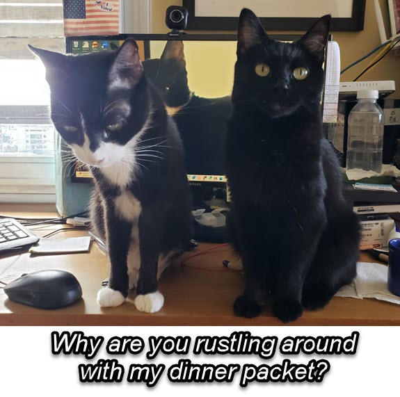 2023-08-25-rustling cat pouches-02