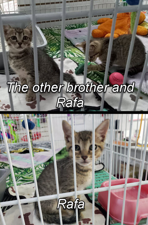 2024-10-01-AdoptingRafa-02