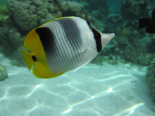 Butterfly fish-button