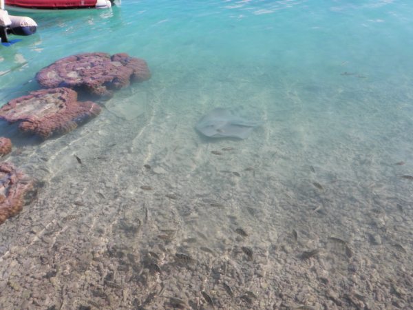 Tuamotu-M  Sea Ray