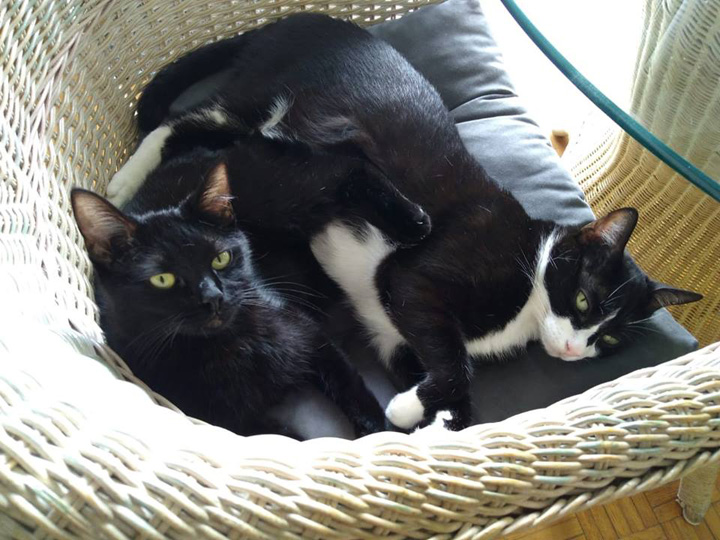 01-It's 80 F  27 C but Lola and Rocky still want to take a nap 