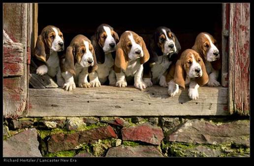 hushpuppies
