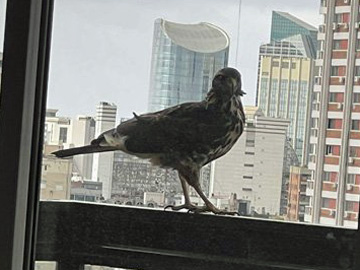 2022-07-07 Huge Falcon 004-marker