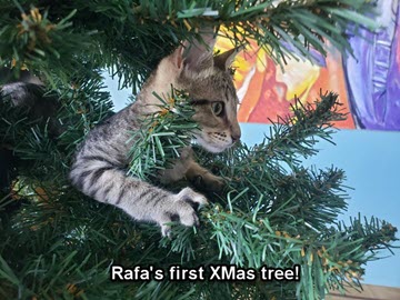 2024-12-02-Rafas 1st XMas Tree-02-marker1-2
