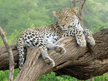 Kenya-Pete-Sept-2019 (322)-Marker1