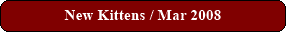 New Kittens / Mar 2008