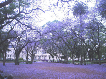 SpringTimeInBsAs-12-2020-06-Marker